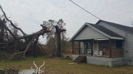 Large fallen tree beside a house after a storm